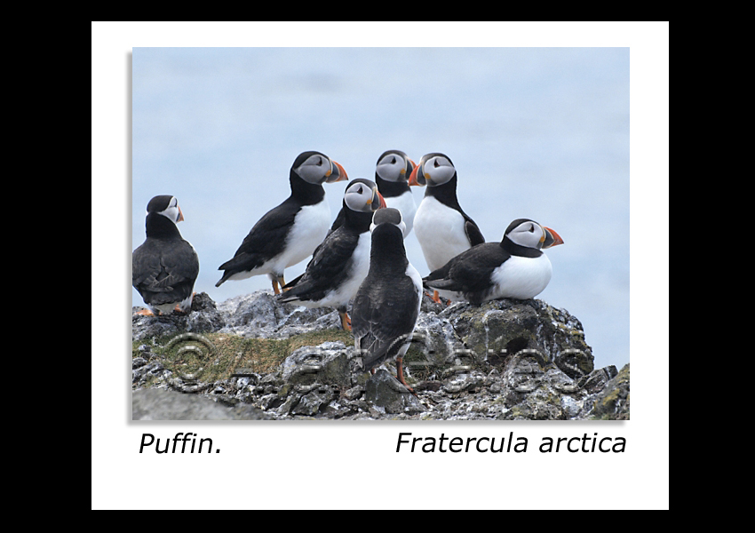 Puffin conference